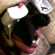 A sneaky cameraman video-records an unsuspecting, Hispanic woman as she takes a shit in a public restroom. Although audio is somewhat poor, you can clearly see the massive turd visible in the toilet when she stands up to wipe!